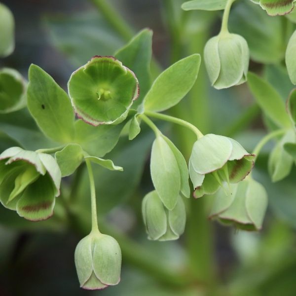 Helleborus foetidus