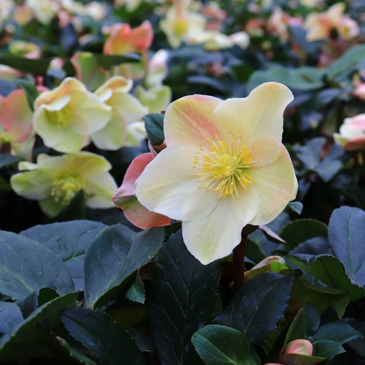 Helleborus x ballardiae 'Cinnamon Snow'