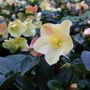 Helleborus x ballardiae 'Cinnamon Snow'