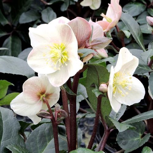 Helleborus x ballardiae 'Cinnamon Snow'