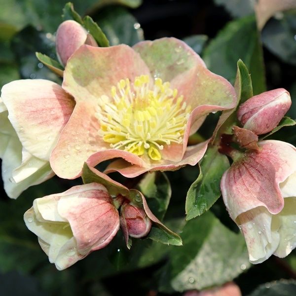 Helleborus x ballardiae 'Cinnamon Snow'