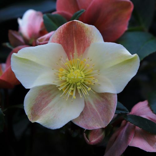 Helleborus x ballardiae 'Cinnamon Snow'