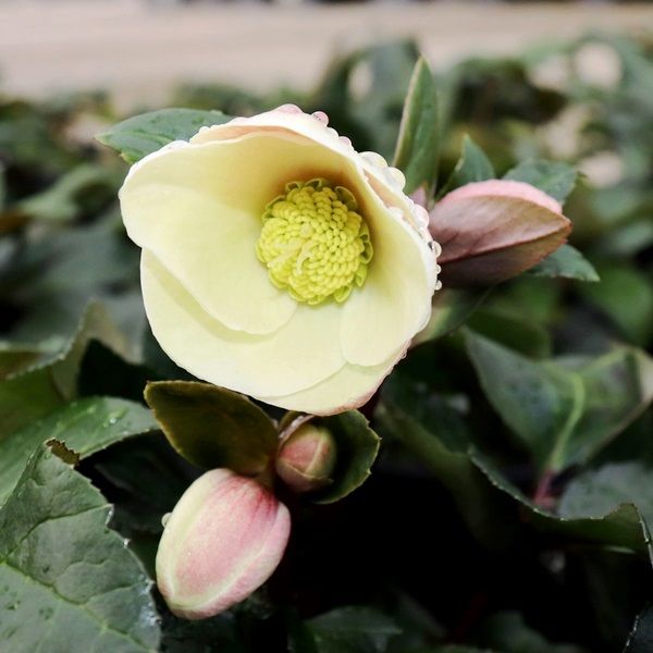 Helleborus x ballardiae 'Cinnamon Snow'