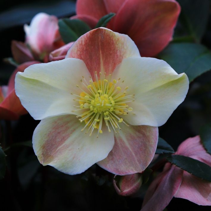 Helleborus x ballardiae 'Cinnamon Snow'
