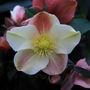 Helleborus x ballardiae 'Cinnamon Snow'