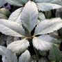 Helleborus x ballardiae 'Cinnamon Snow'