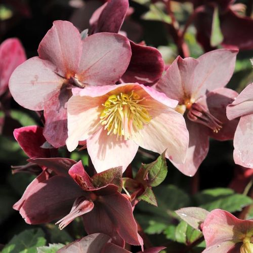 Helleborus x ballardiae Merlin