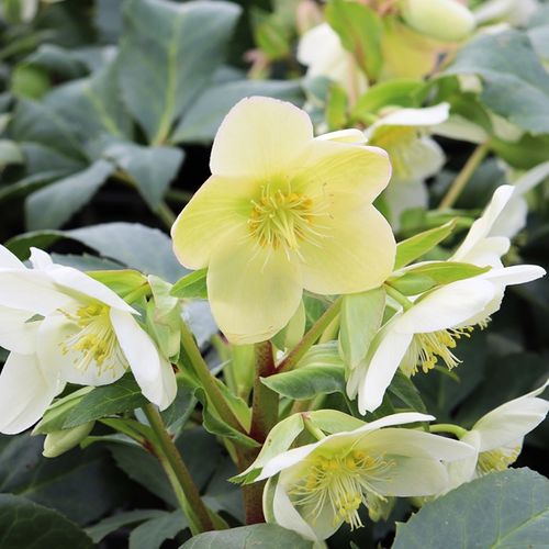 Helleborus x ericsmithii 'Ice Breaker Max'