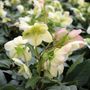 Helleborus x ericsmithii 'Ice Breaker Max'