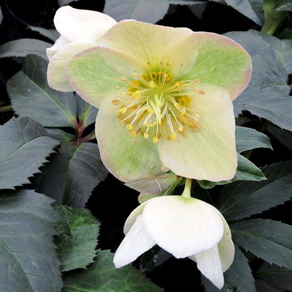 Helleborus x ericsmithii 'Ice Breaker Max'