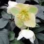 Helleborus x ericsmithii 'Ice Breaker Max'