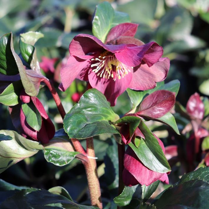 Helleborus x glandorfensis 'Ice'n'Roses Early Red'