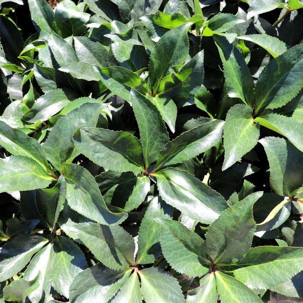 Helleborus x glandorfensis 'Ice'n'Roses Early Red'