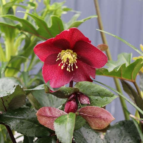 Helleborus x glandorfensis 'Ice 'n' Roses Merlot'