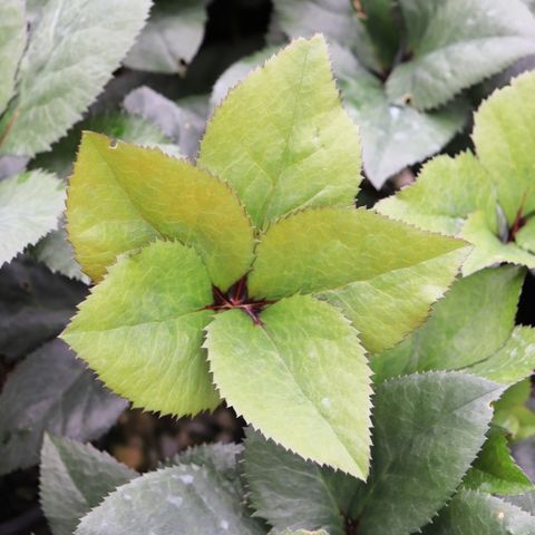 Helleborus x glandorfensis 'Ice 'n' Roses Merlot'
