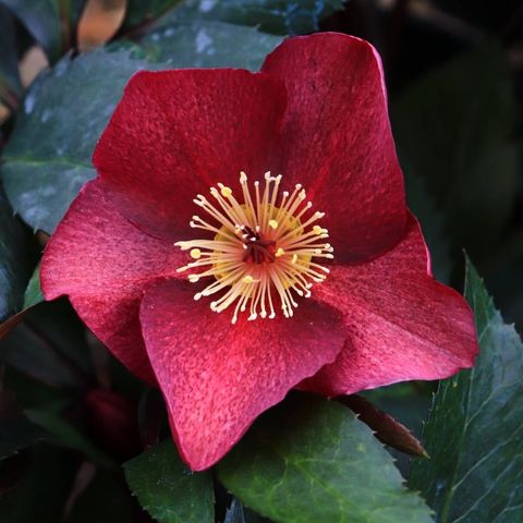Helleborus x glandorfensis 'Ice 'n' Roses Merlot'