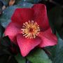 Helleborus x glandorfensis 'Ice 'n' Roses Merlot'