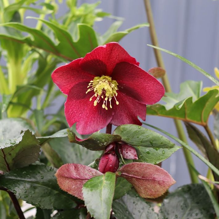 Helleborus x glandorfensis 'Ice 'n' Roses Merlot'
