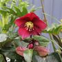 Helleborus x glandorfensis 'Ice 'n' Roses Merlot'
