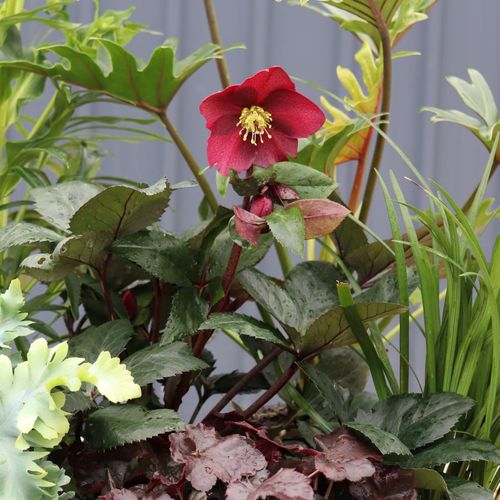 Helleborus x glandorfensis 'Ice 'n' Roses Merlot'