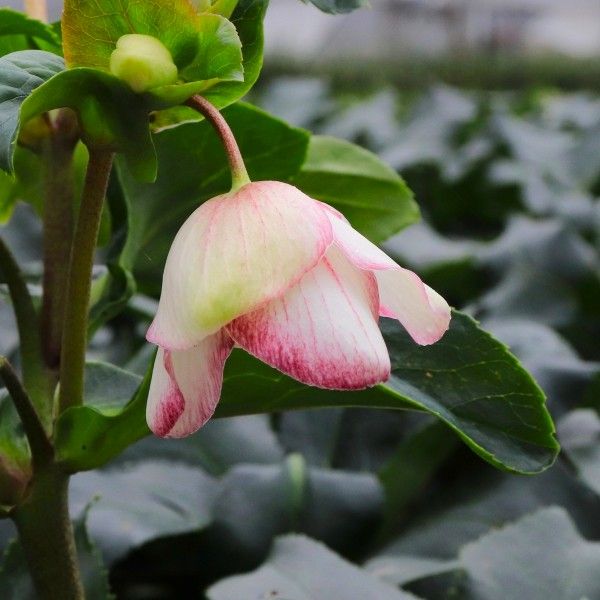 Helleborus x glandorfensis 'Ice 'n' Roses Picotee'