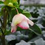Helleborus x glandorfensis 'Ice 'n' Roses Picotee'