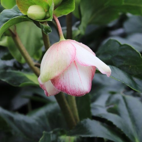 Helleborus x glandorfensis 'Ice 'n' Roses Picotee'
