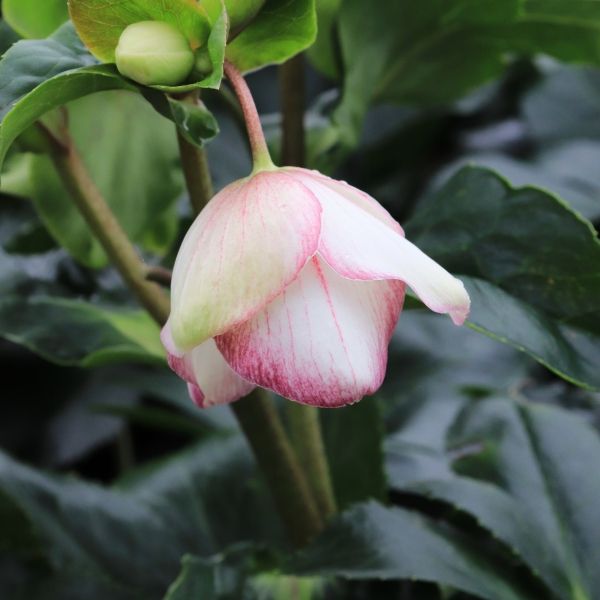 Helleborus x glandorfensis 'Ice 'n' Roses Picotee'