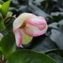 Helleborus x glandorfensis 'Ice 'n' Roses Picotee'