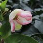 Helleborus x glandorfensis 'Ice 'n' Roses Picotee'