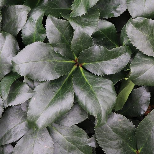 Helleborus x glandorfensis 'Ice 'n' Roses Picotee'