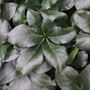 Helleborus x glandorfensis 'Ice 'n' Roses Picotee'