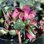 Helleborus x glandorfensis 'Ice 'n' Roses Red'