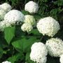 Hydrangea arborescens 'Annabelle'