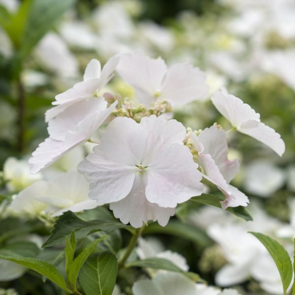 Hydrangea hybrid 'Runaway Bride' pbr Warners Nurseries