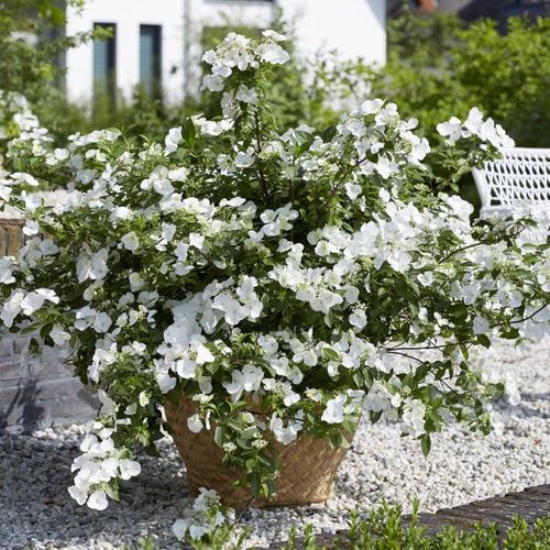 Hydrangea hybrid 'Runaway Bride' pbr