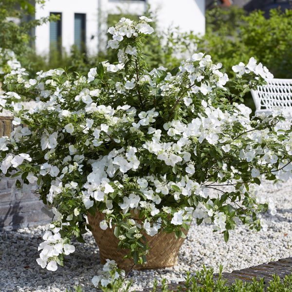 Hydrangea hybrid 'Runaway Bride' pbr