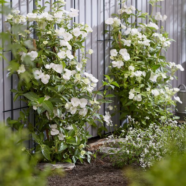 Hydrangea hybrid 'Runaway Bride' pbr