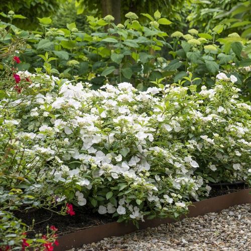 Hydrangea hybrid 'Runaway Bride' pbr