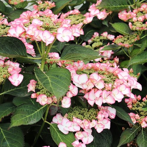 Hydrangea macrophylla Tea Time™ 'Charm'