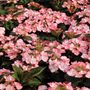 Hydrangea macrophylla Tea Time™ 'Charm'