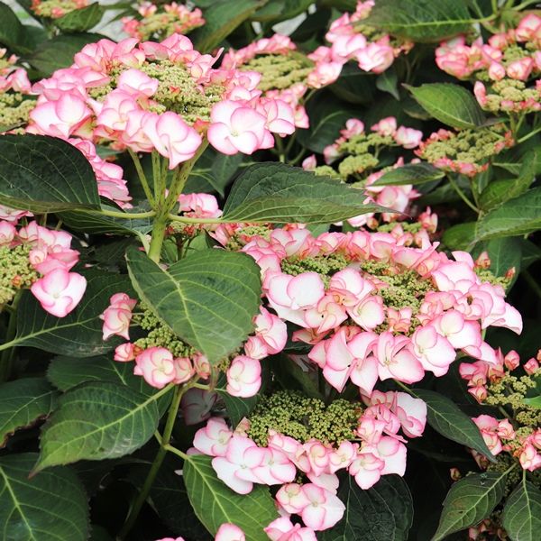 Hydrangea macrophylla Tea Time™ 'Charm' Warners Nurseries