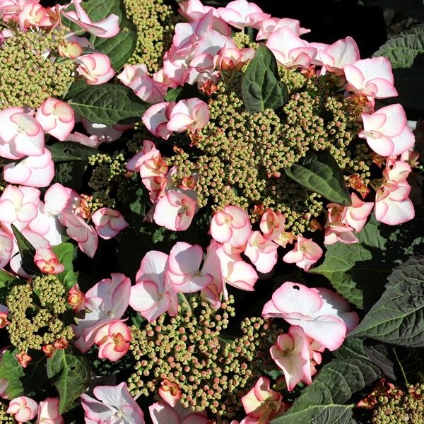 Hydrangea macrophylla Tea Time™ 'Charm'