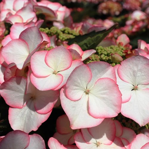 Hydrangea macrophylla Tea Time™ 'Charm'