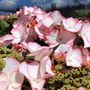 Hydrangea macrophylla Tea Time™ 'Charm'