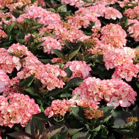 Hydrangea macrophylla Tea Time™ 'Chique'