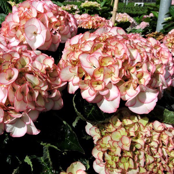 Hydrangea macrophylla Tea Time™ 'Chique'