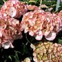 Hydrangea macrophylla Tea Time™ 'Chique'