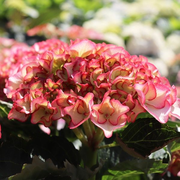 Hydrangea macrophylla Tea Time™ 'Chique'