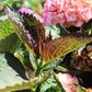Hydrangea macrophylla Tea Time™ 'Chique'